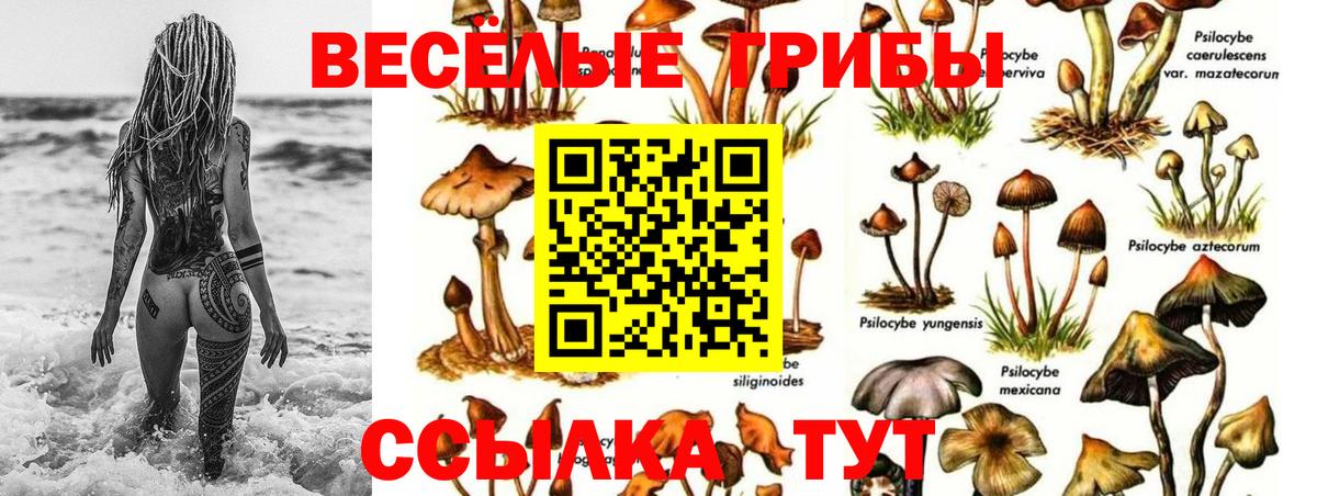 Кировск  Галлюциногенные грибы прущие грибы  Вход с VPN 